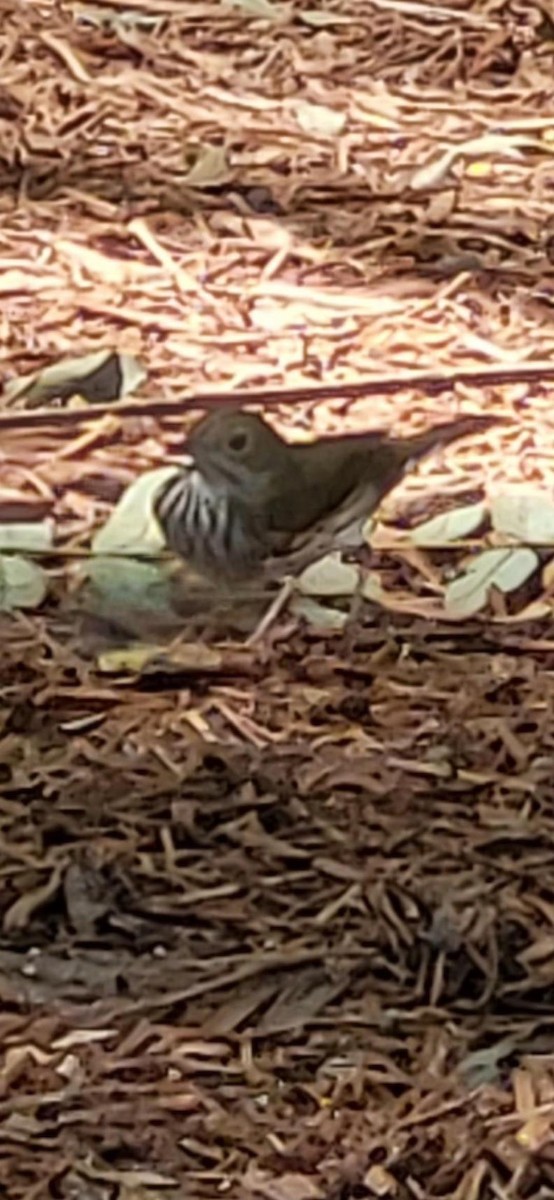 Ovenbird - ML642934427