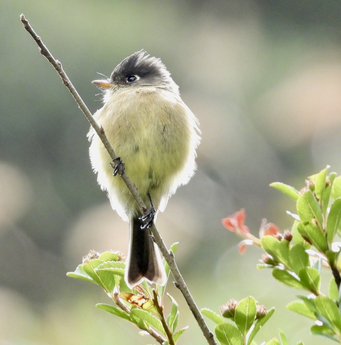 Black-capped Flycatcher - ML642934430