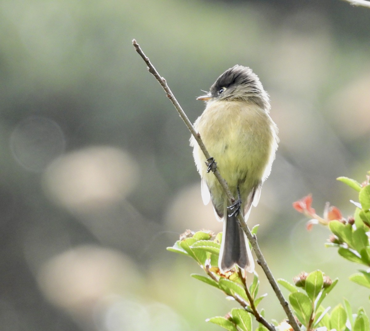 Black-capped Flycatcher - ML642934431