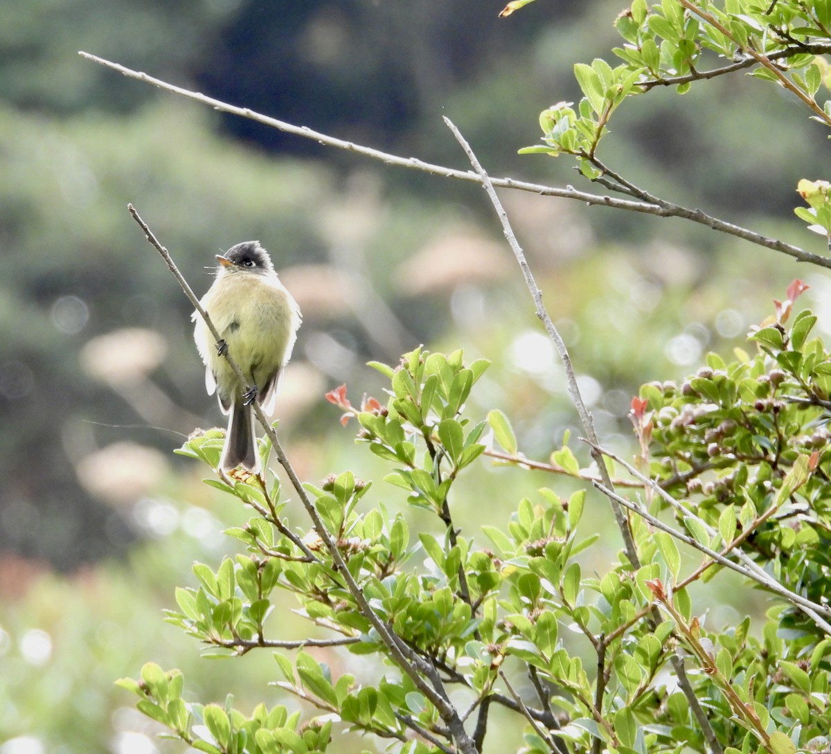 Black-capped Flycatcher - ML642934432