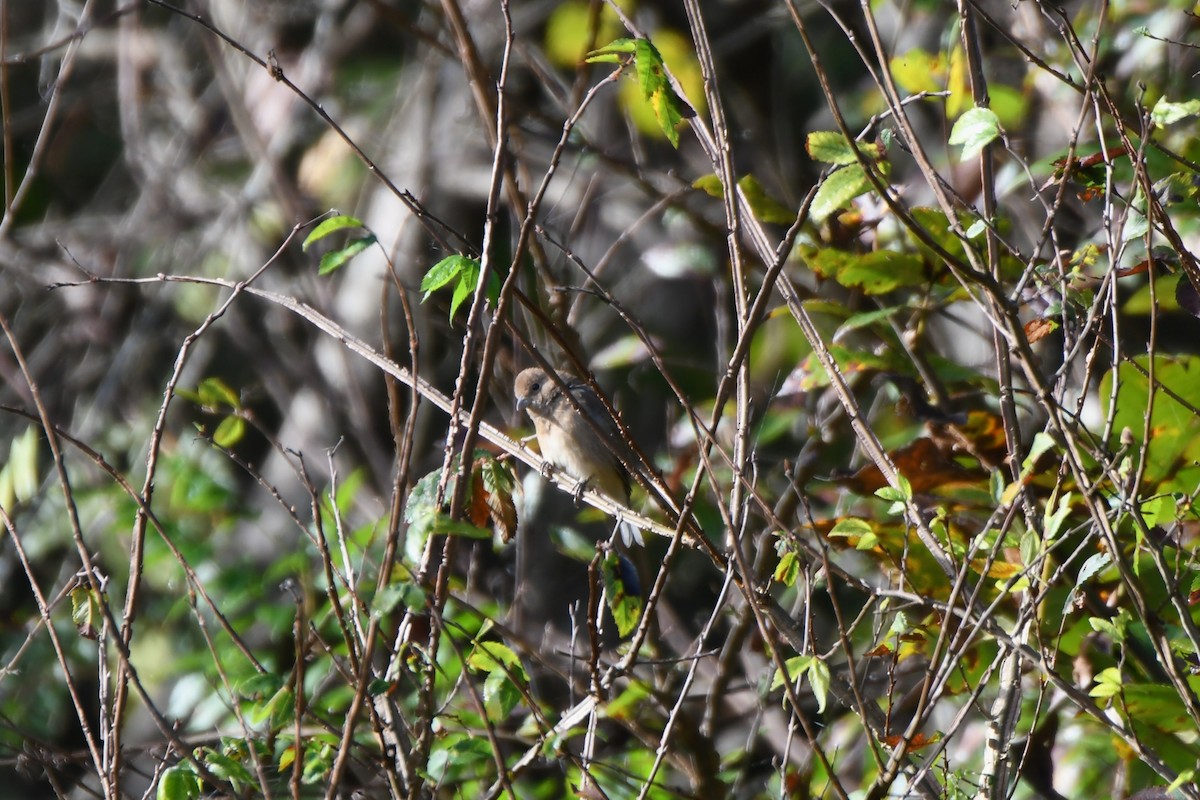 indigospurv - ML642934454