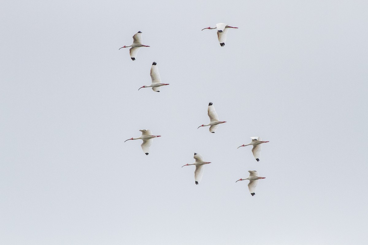 White Ibis - ML642934473