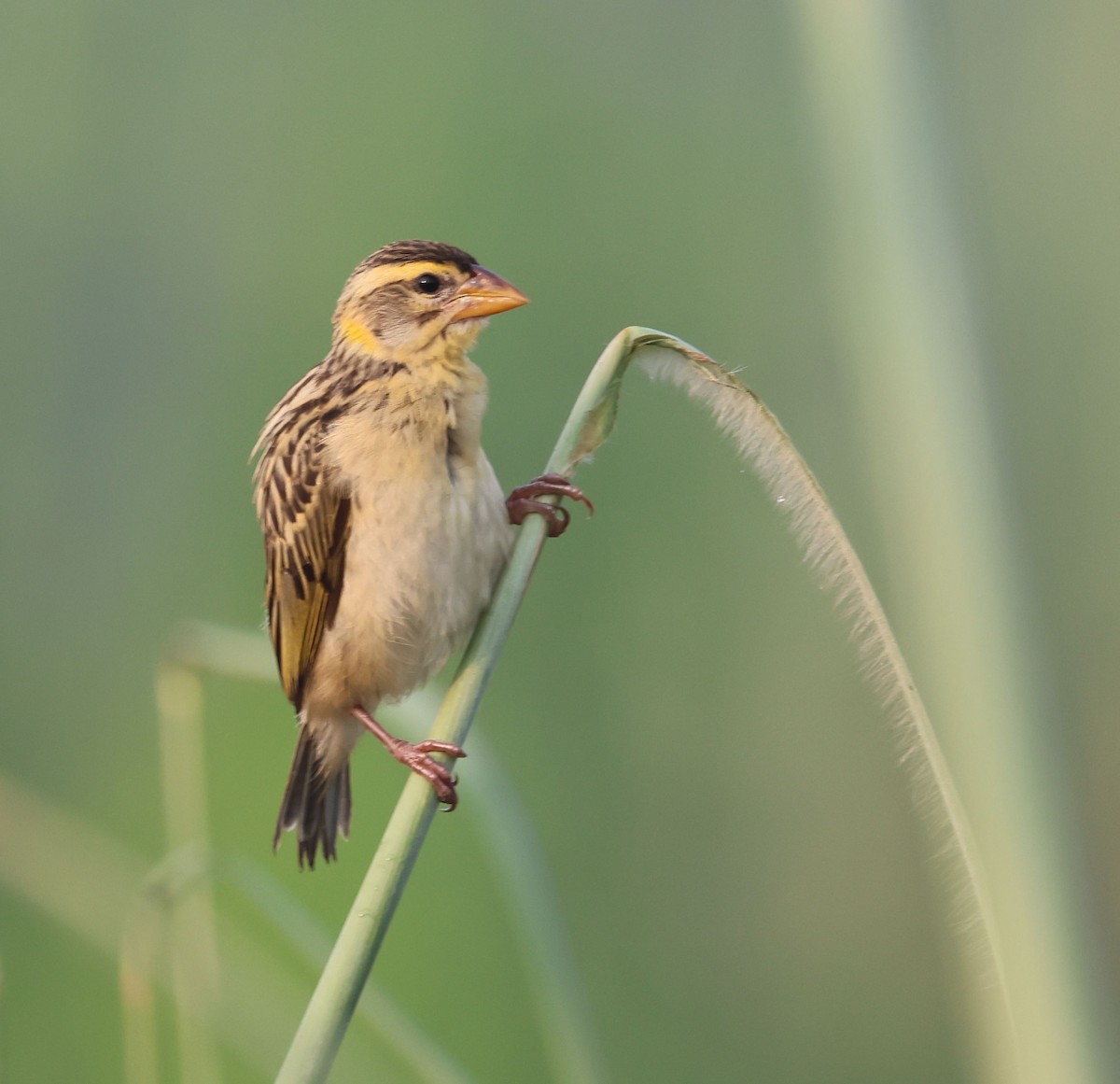 Baya Weaver - ML642934474