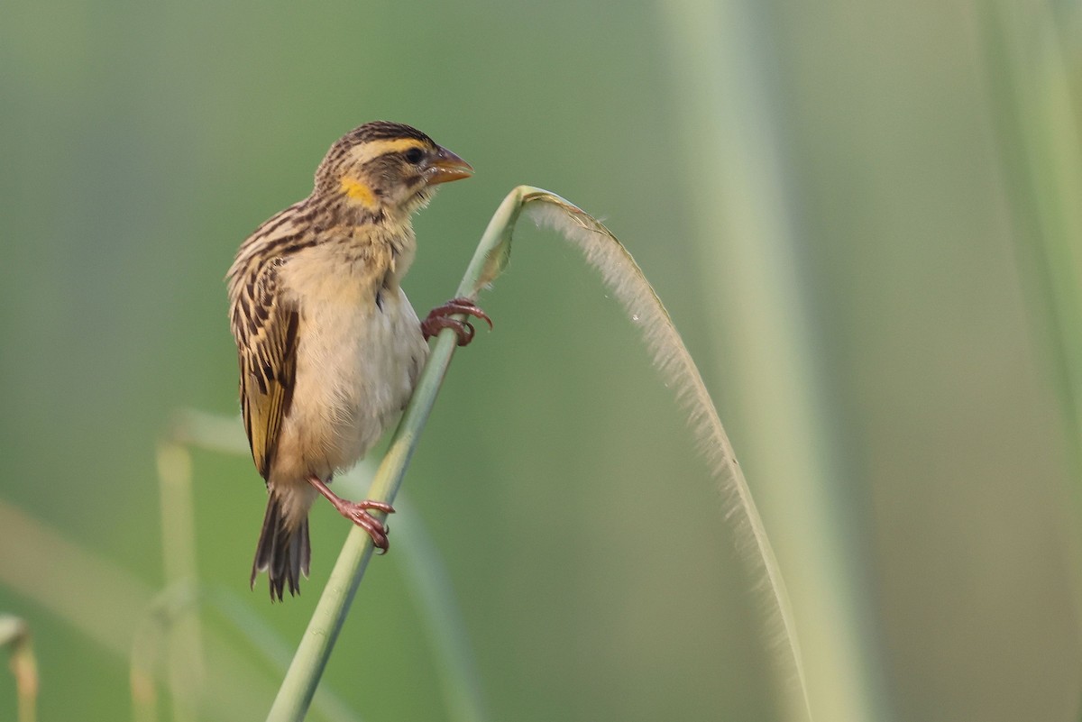 Baya Weaver - ML642934475