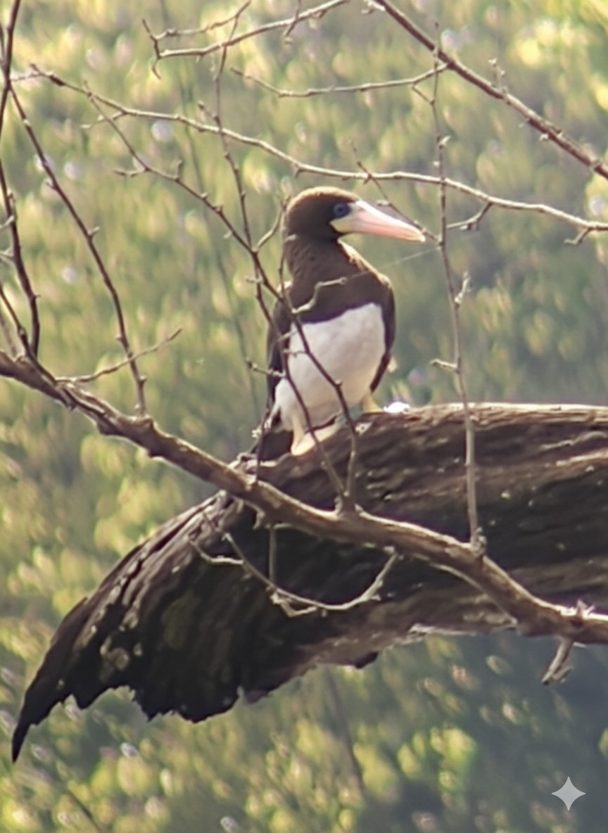 白腹鰹鳥 - ML642934476