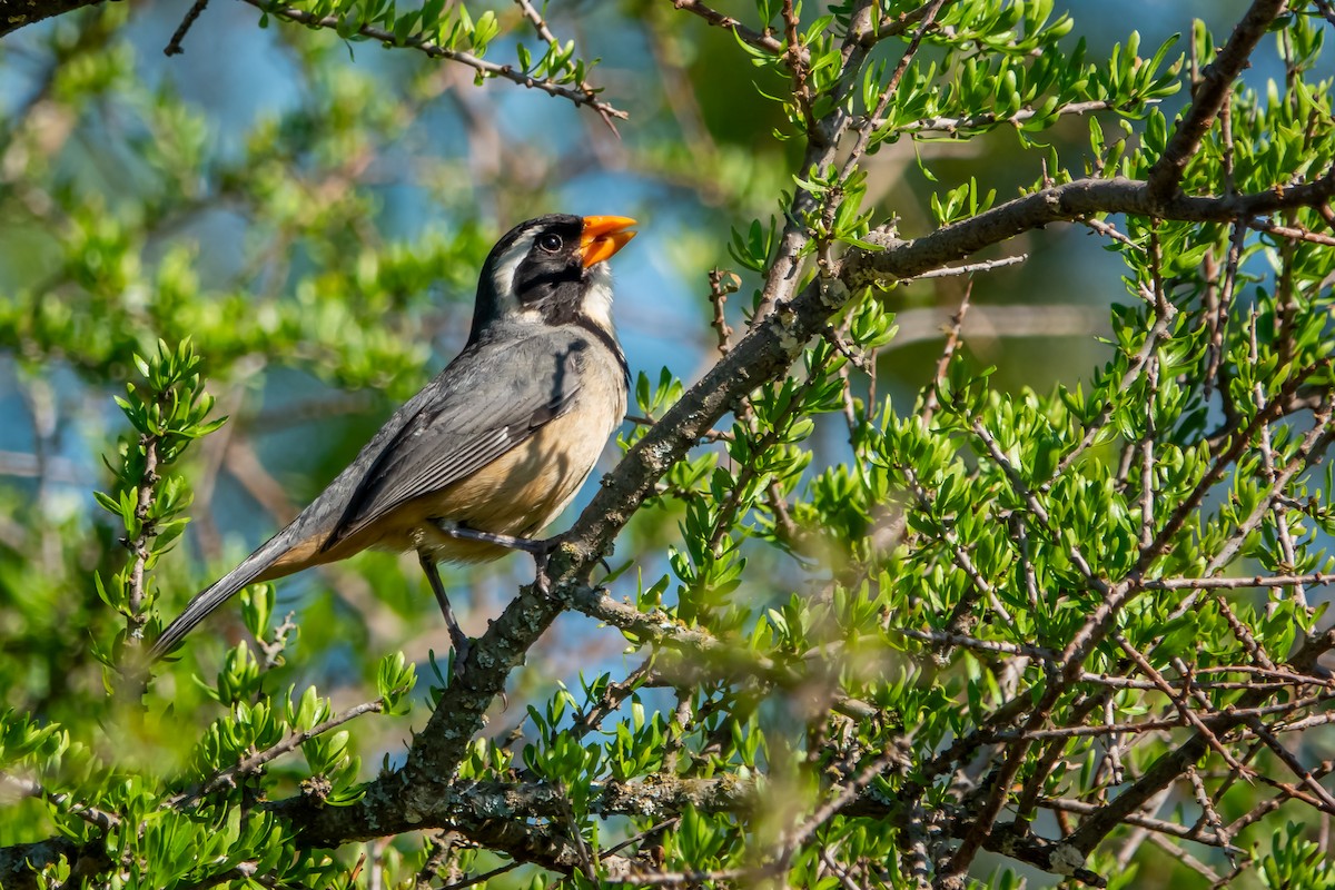 Golden-billed Saltator - ML642934510
