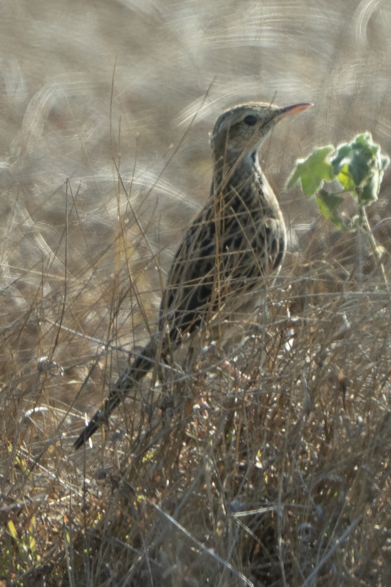 Australian Pipit - ML642934518