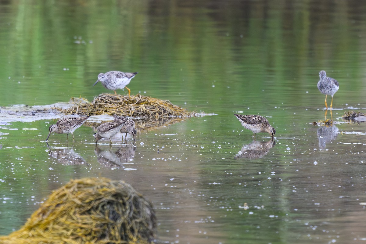 Short-billed Dowitcher - ML642934519