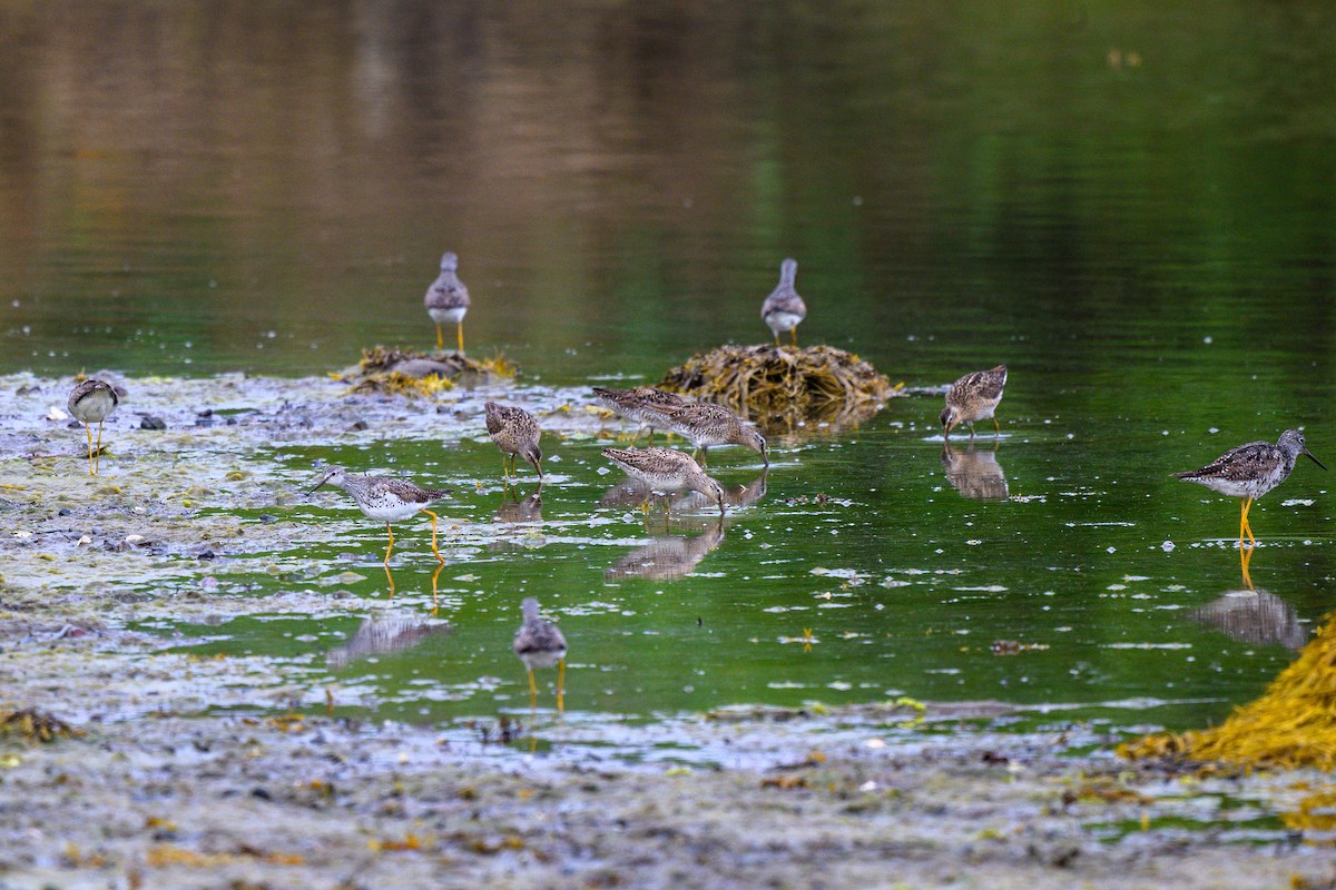 Short-billed Dowitcher - ML642934520