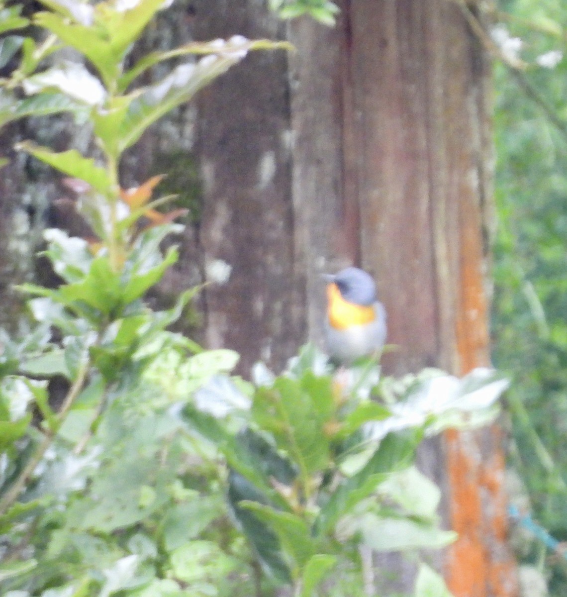 Flame-throated Warbler - ML642934541