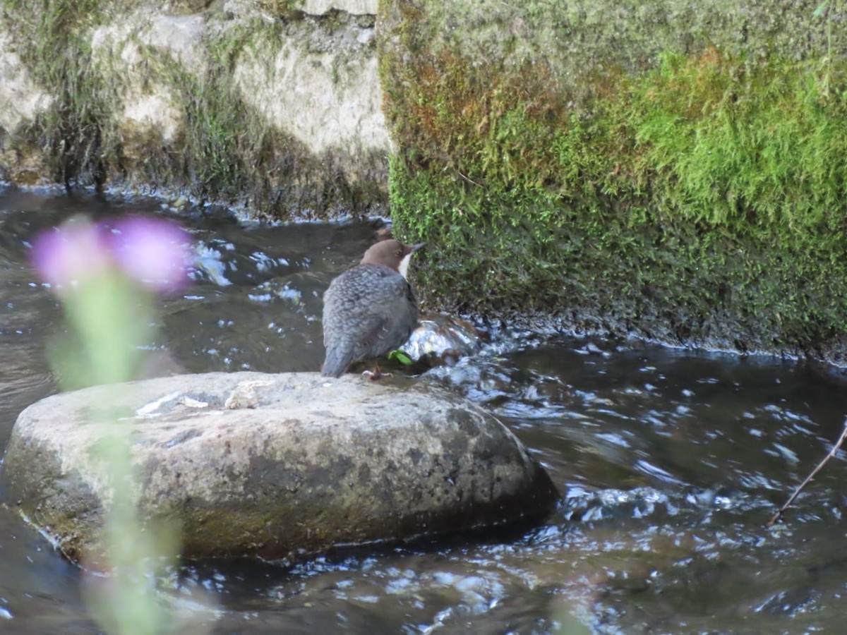 White-throated Dipper - ML642934545