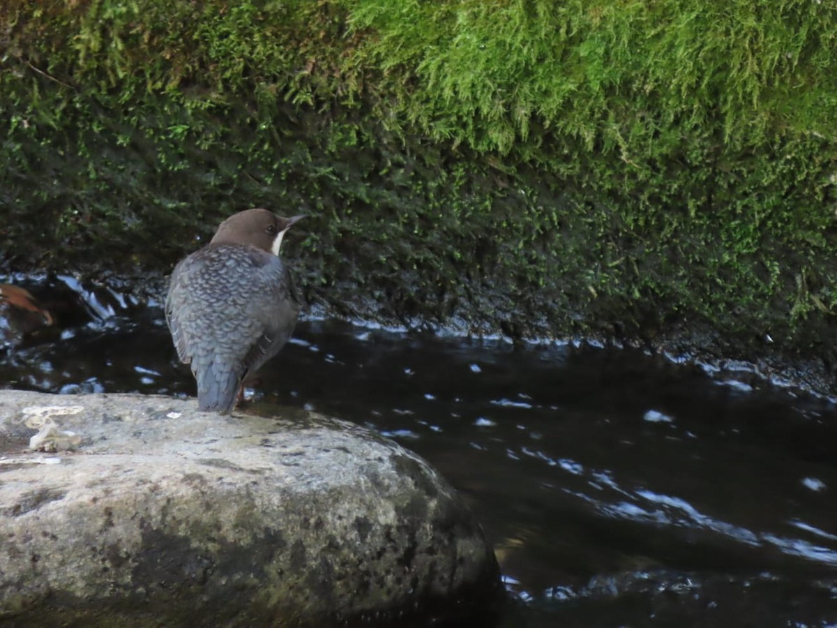 White-throated Dipper - ML642934549