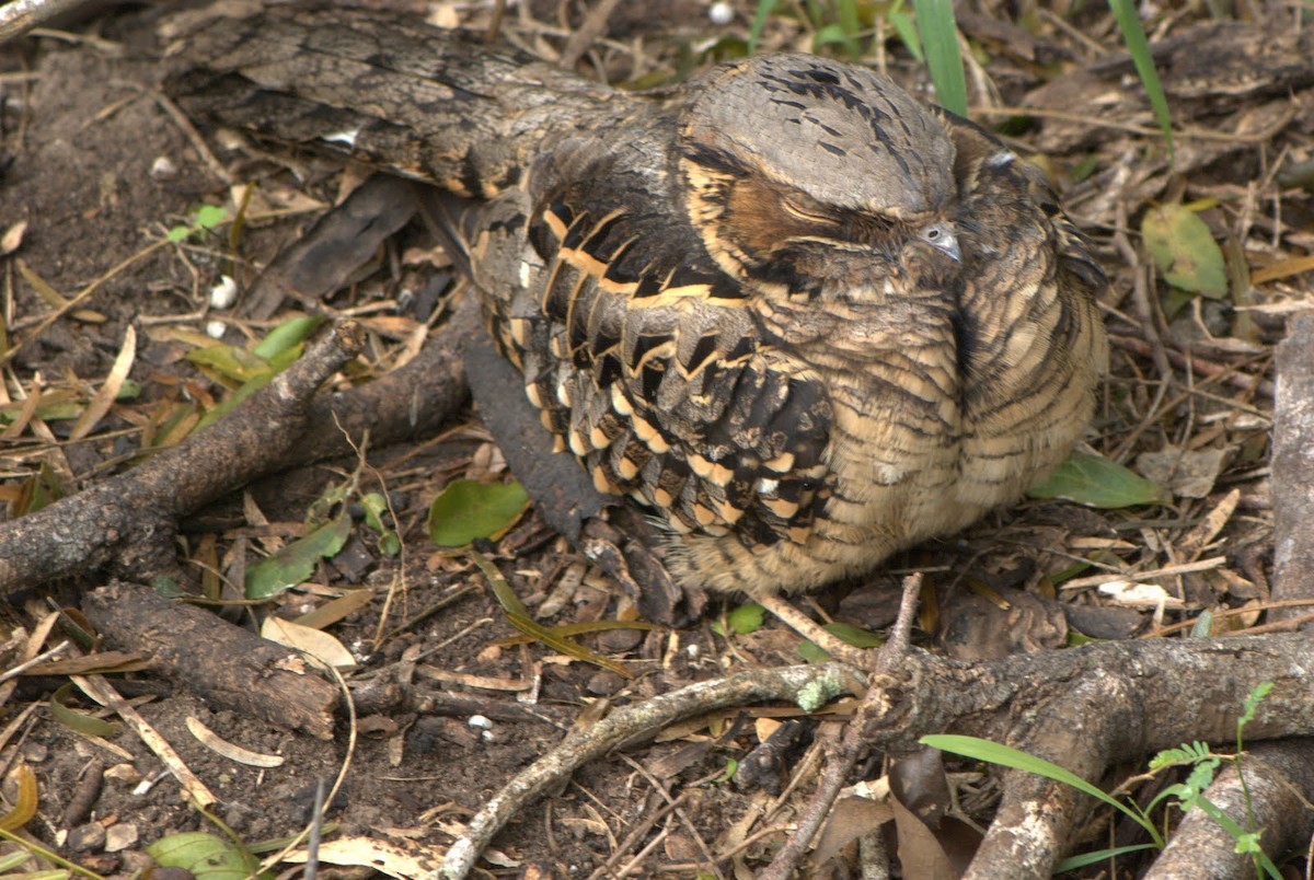 Common Pauraque - ML642934551