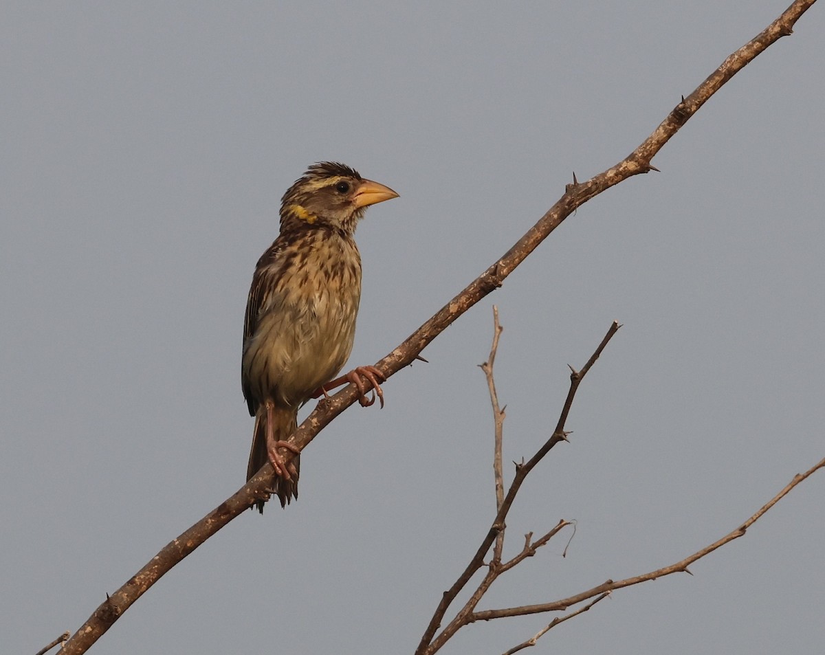 Baya Weaver - ML642934558
