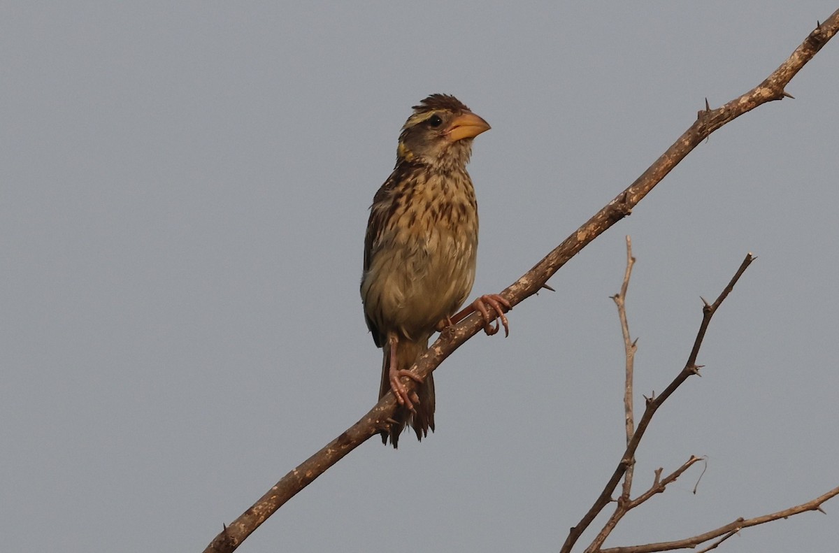 Baya Weaver - ML642934559