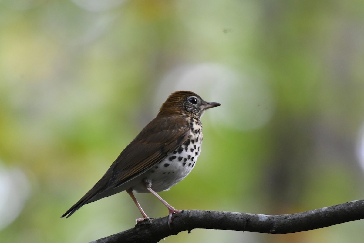 flekkskogtrost - ML642934561