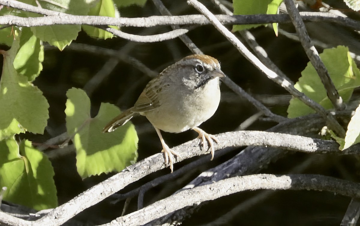 Rufous-crowned Sparrow - ML642934595