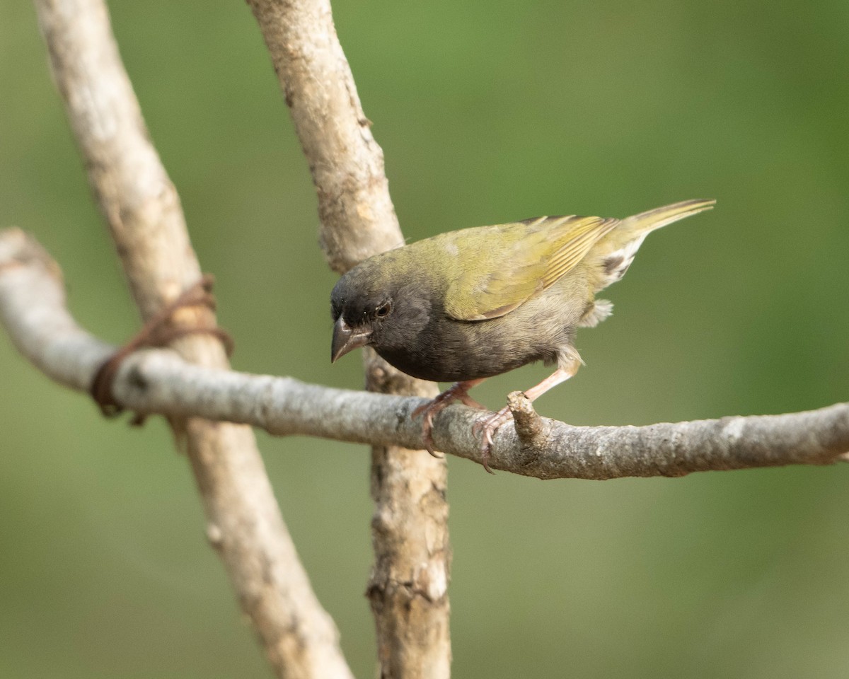 Black-faced Grassquit - ML642934605