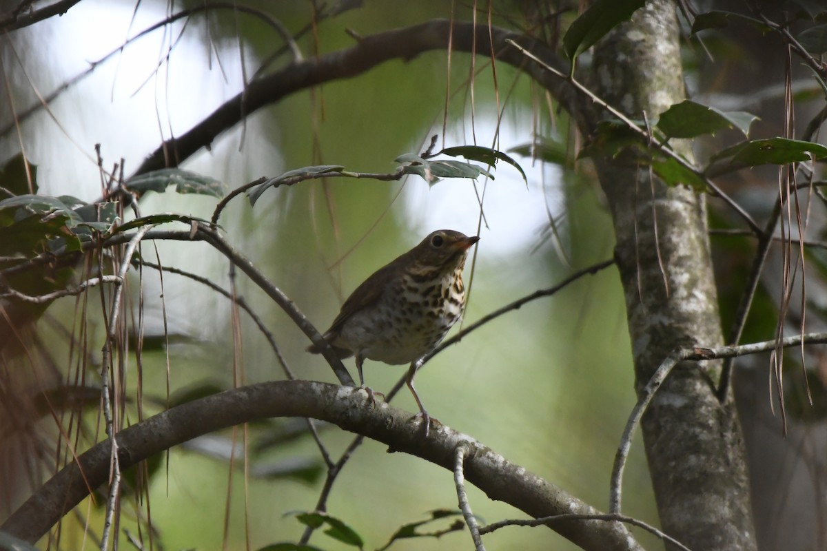 brunkinnskogtrost - ML642934606