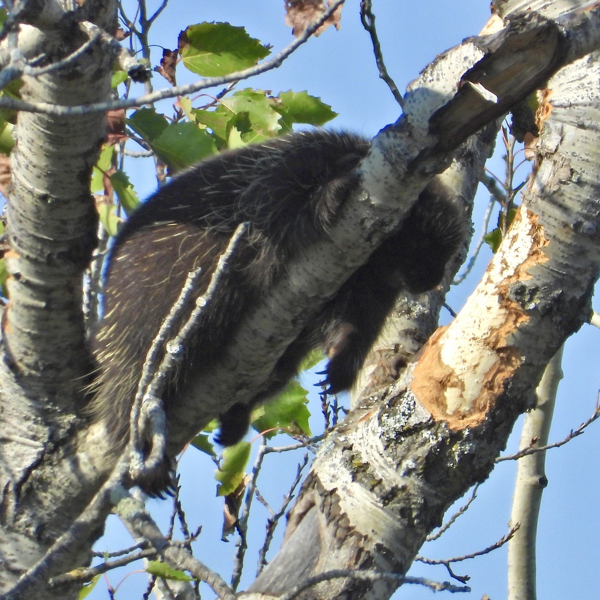 North American Porcupine - ML642934611