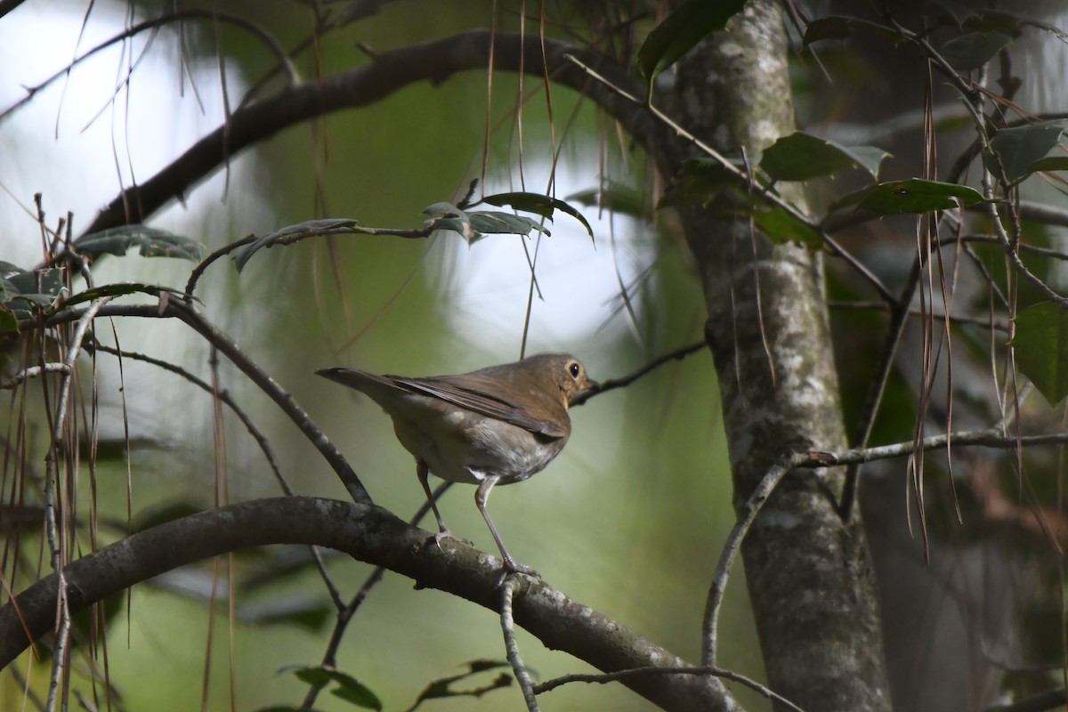 brunkinnskogtrost - ML642934623