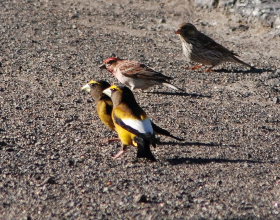 Evening Grosbeak - ML642934633