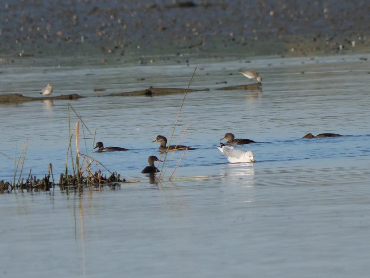 Hooded Merganser - ML642934634
