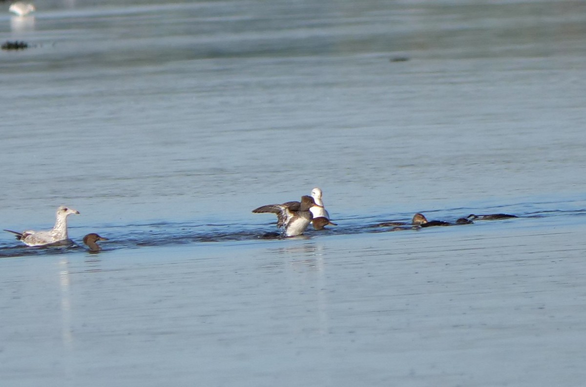 Hooded Merganser - ML642934635