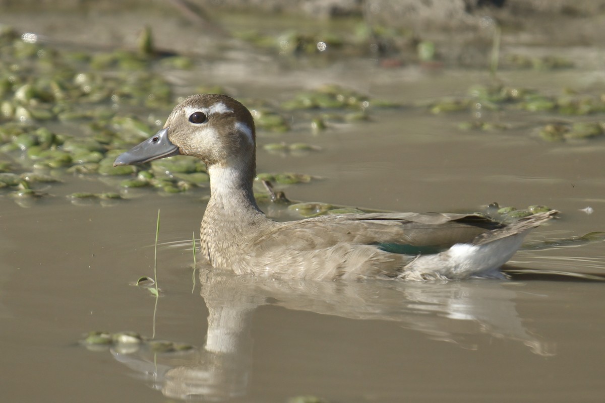 Ringed Teal - ML642934637