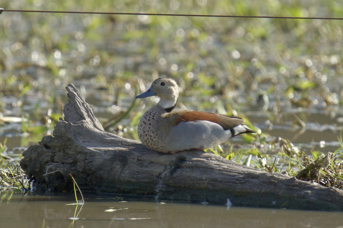 Ringed Teal - ML642934638