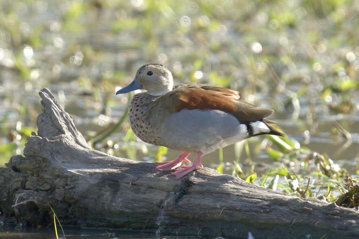 Ringed Teal - ML642934639