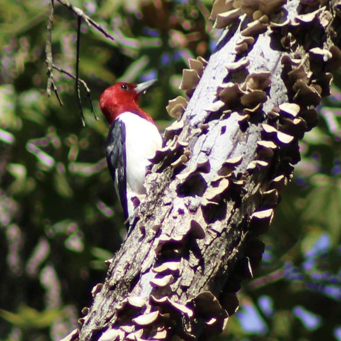 Red-headed Woodpecker - ML642934648