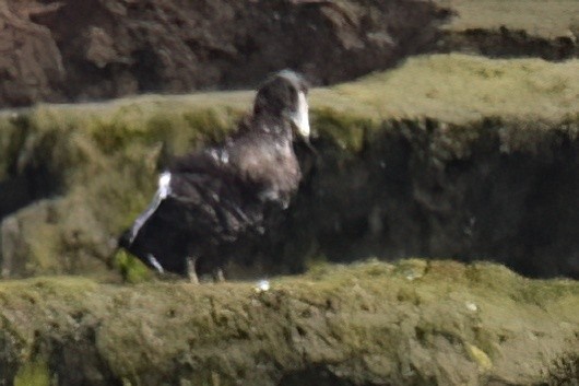 Common Eider - ML642934654