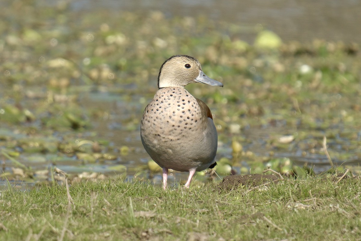 Ringed Teal - ML642934657