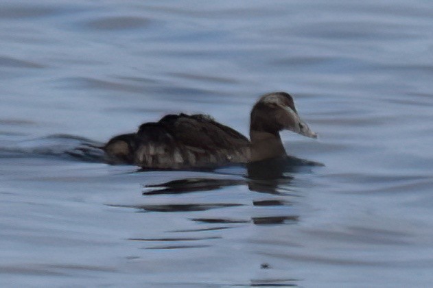 Common Eider - ML642934659