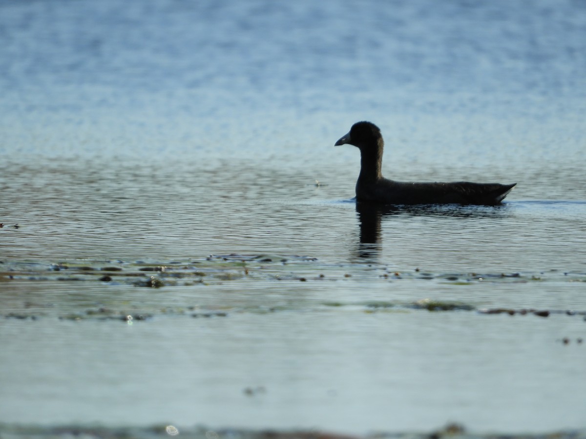 American Coot - ML642934660