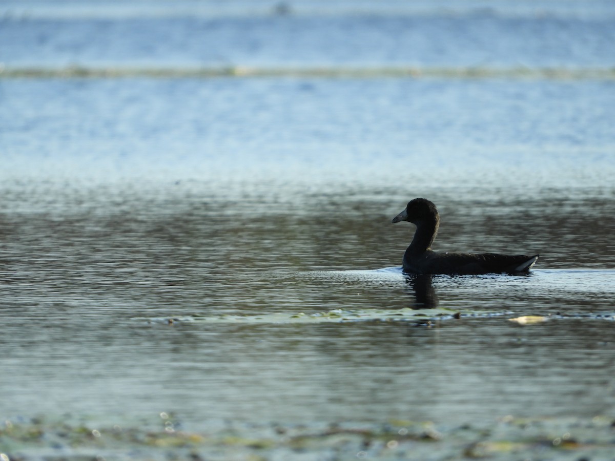 American Coot - ML642934661