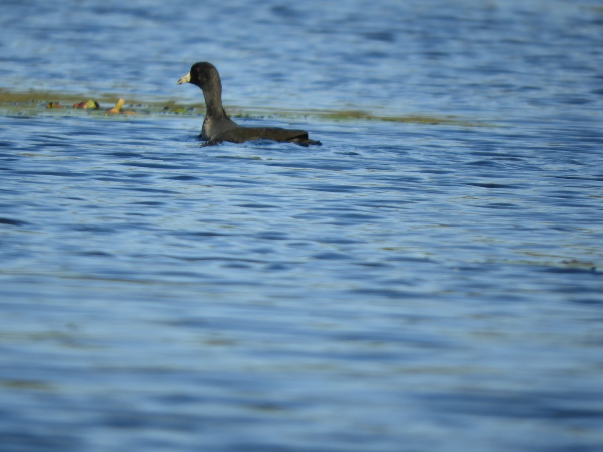 American Coot - ML642934662