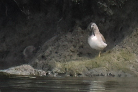 Short-billed Dowitcher - ML642934671