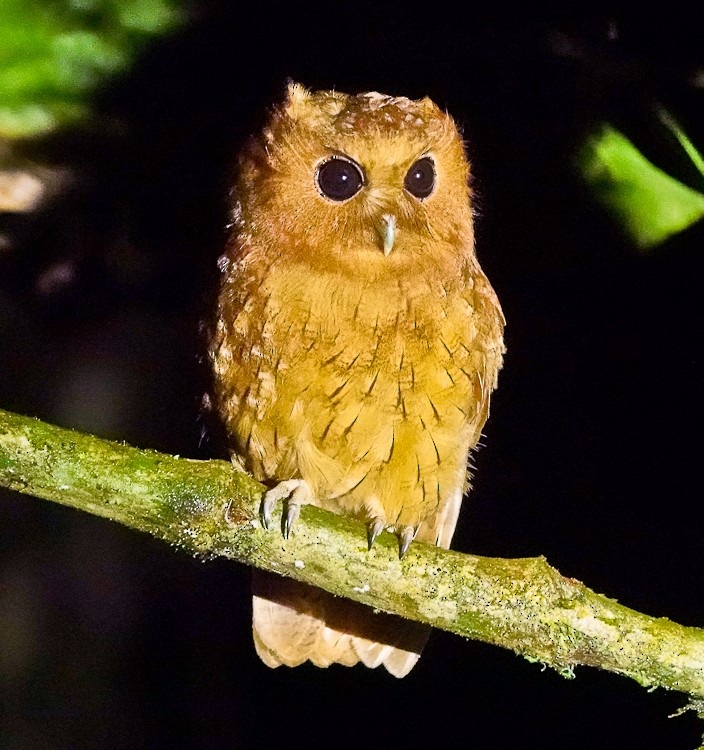 Cinnamon Screech-Owl - ML642934677