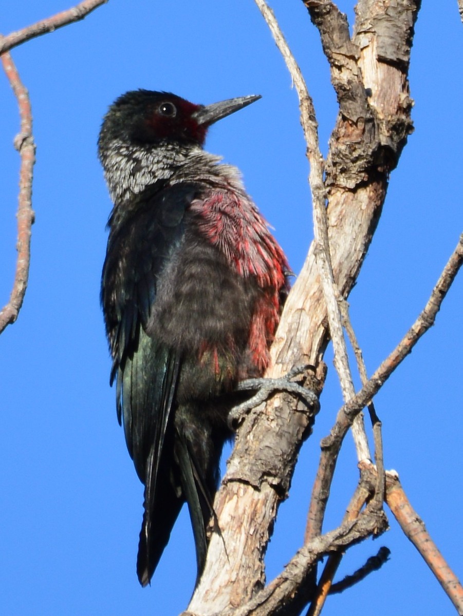 Lewis's Woodpecker - ML642934683