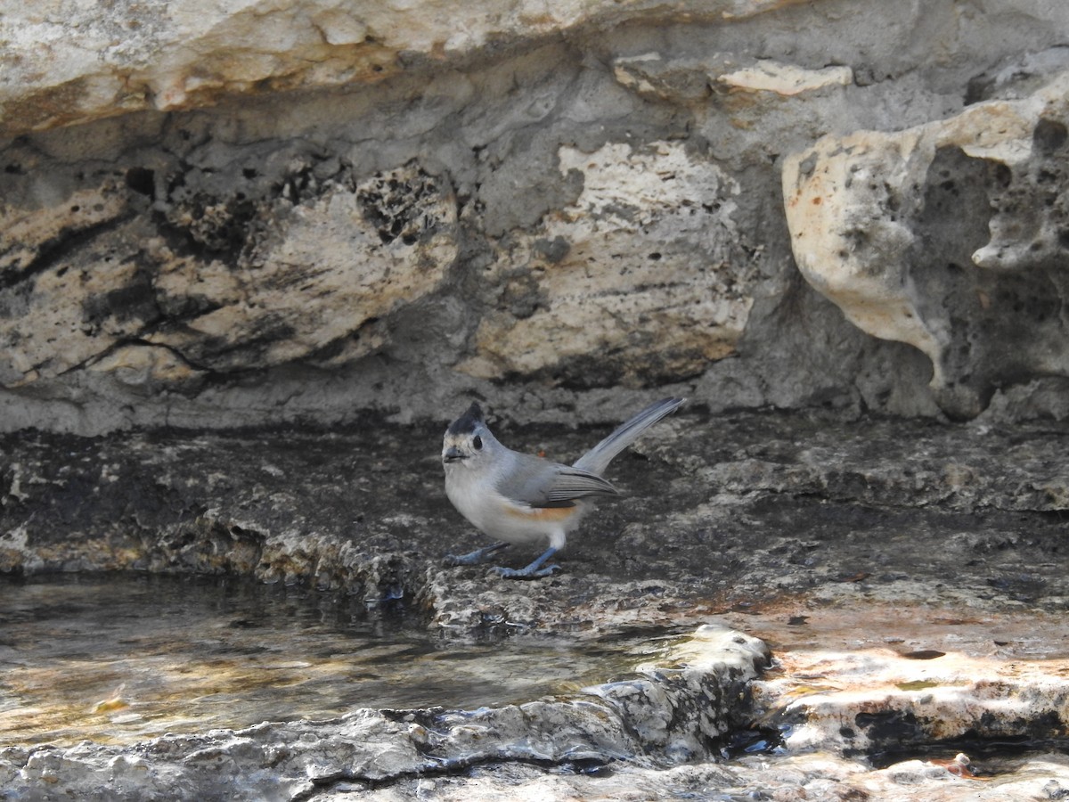 Black-crested Titmouse - ML642934704