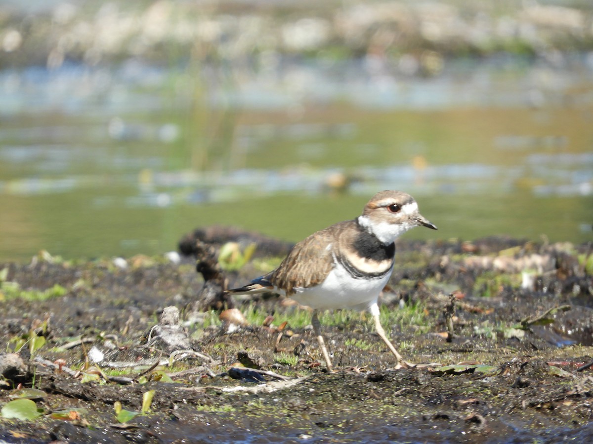 Killdeer - ML642934706