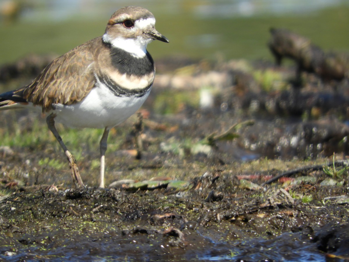 Killdeer - ML642934707
