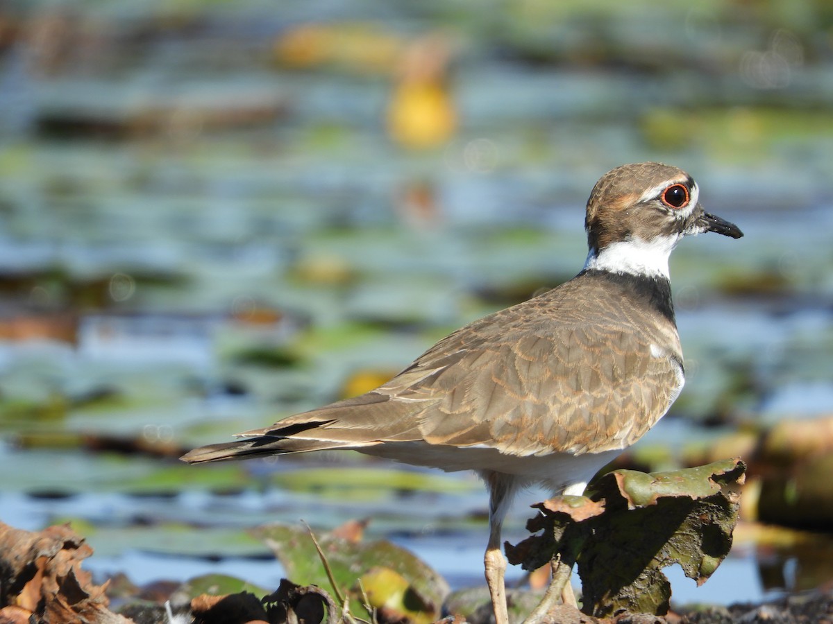 Killdeer - ML642934708