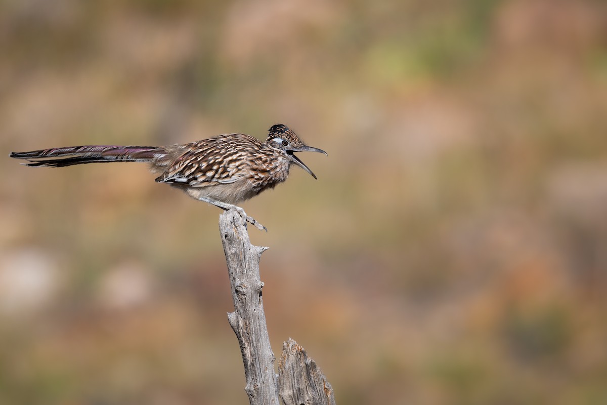 Greater Roadrunner - ML642934726