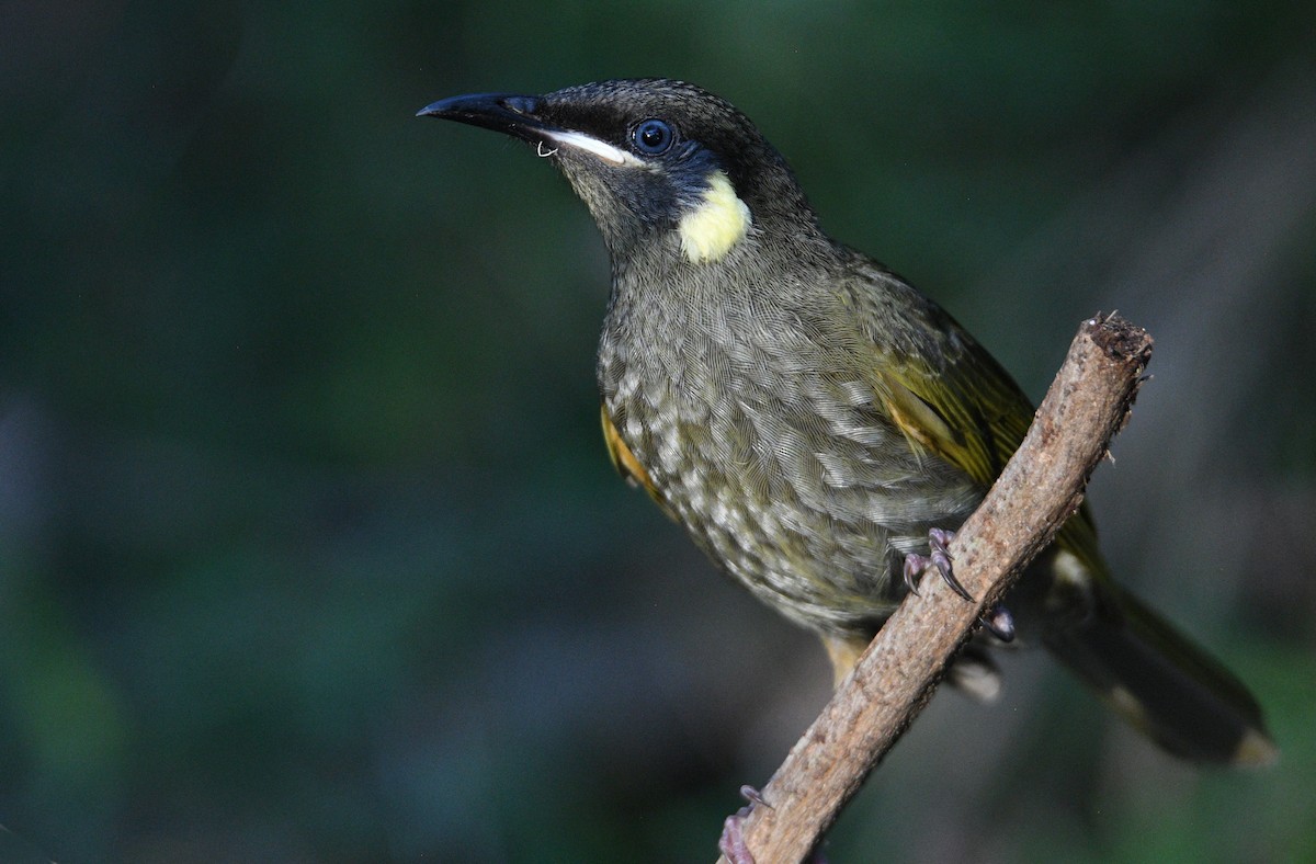 Lewin's Honeyeater - ML642934728