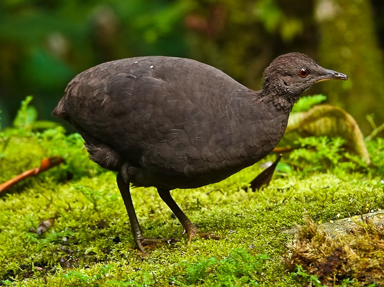 Cinereous Tinamou - ML642934734