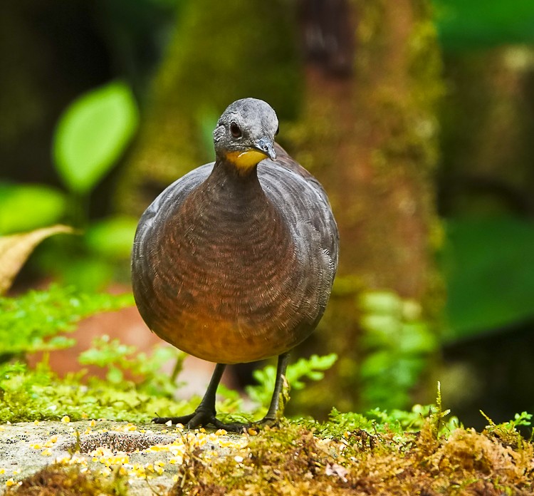 Cinereous Tinamou - ML642934735