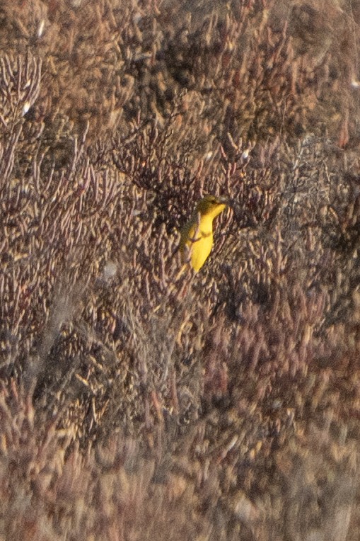 Yellow Chat - ML642934736